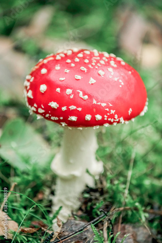 Schöner Fliegenpilz im Wald und auf einer Wiese, amanita muscaria. © darknightsky