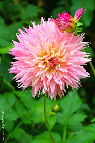 Pink and yellow spider dahlia flower in bloom in the garden