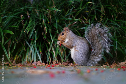 A furry Eastern gray squirrel  sciurus carolinensis  eating red berries in the fall