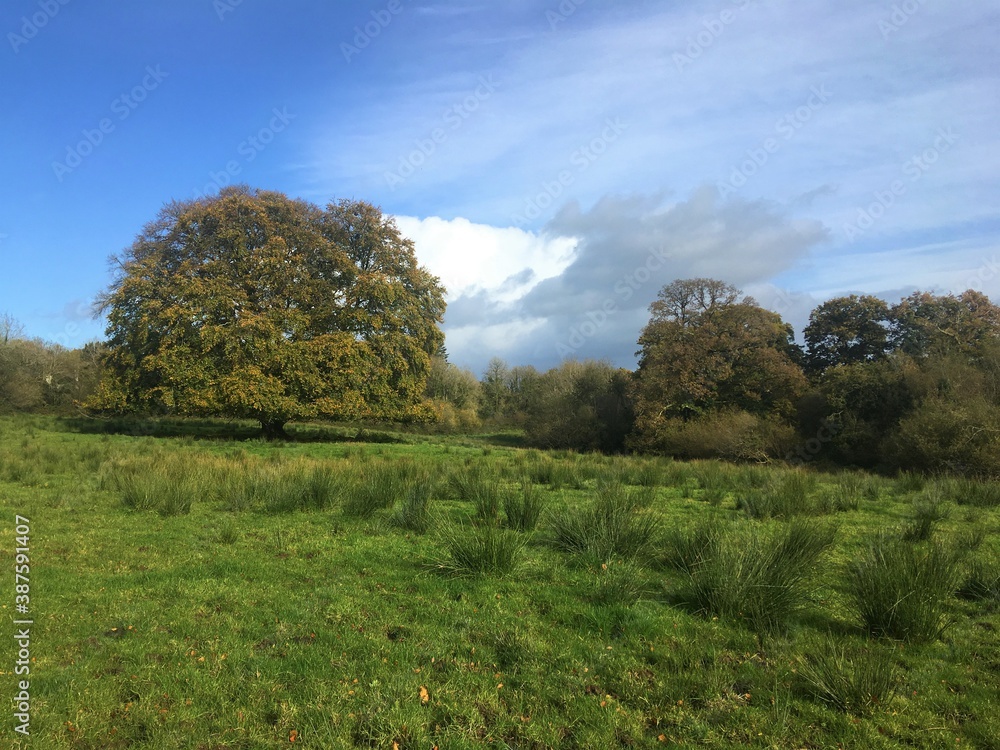 Giant Beech tree standing alone in sunlit meadow. Late autumn Giant Beech tree standing alone in sunlit meadow. Late autumn