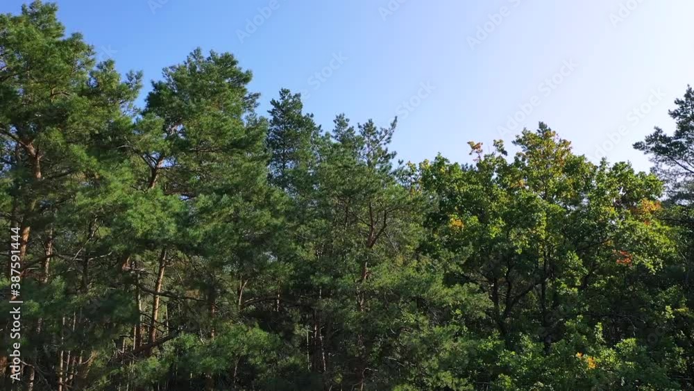 In the forest are different kinds of trees. Sustainable industry, ecosystem and healthy environment concepts and background.
In the forest are different kinds of trees. Sustainable industry, ecosystem and healthy environment concepts and background.