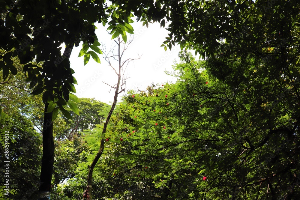 Charming green scenery at Dhanmondi lake in Dhaka Charming green scenery at Dhanmondi lake in Dhaka