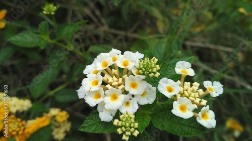 flowers in the forest