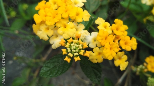 flowers in the forest