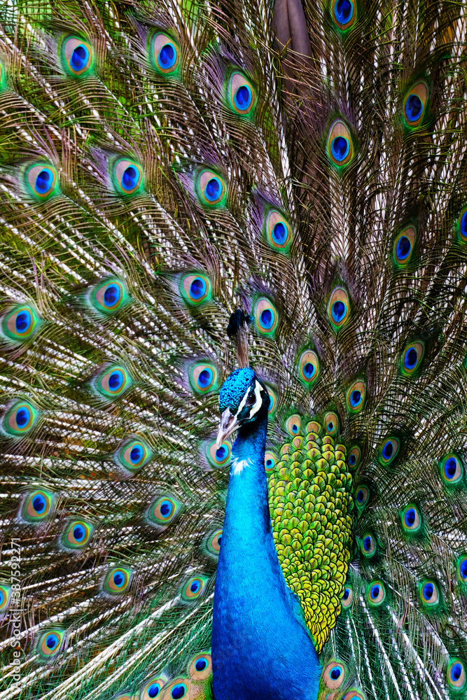 Obraz premium peacock with feathers out