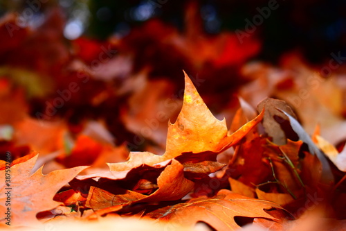 maple leaf on the ground