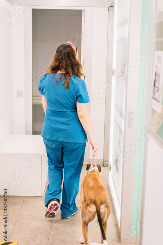 Veterinary accompanying a dog to be tested within the clinic.