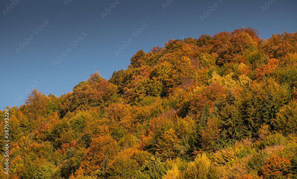 Autumn fall forest colors - background texture with amazing details of this season
