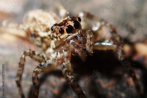 Jumping spider ready to pounce