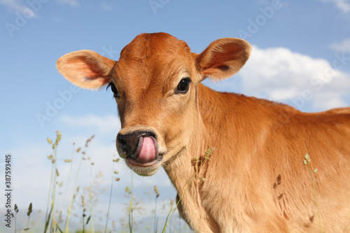 baby calf with tongue in nose close-up