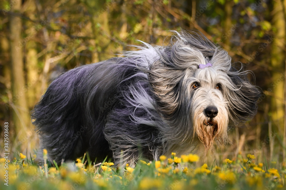 Bearded collie is running in dandelions. He is so patient dog. Bearded collie is running in dandelions. He is so patient dog.