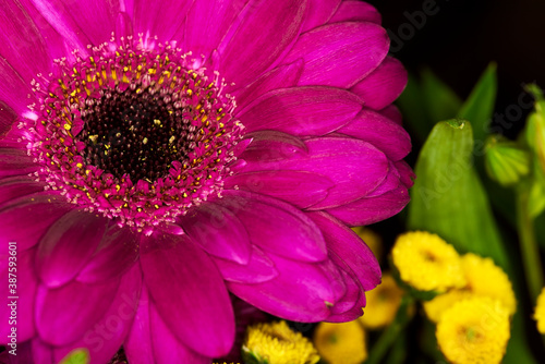 Close-up of beautiful red chrysanthemums blooming outdoors