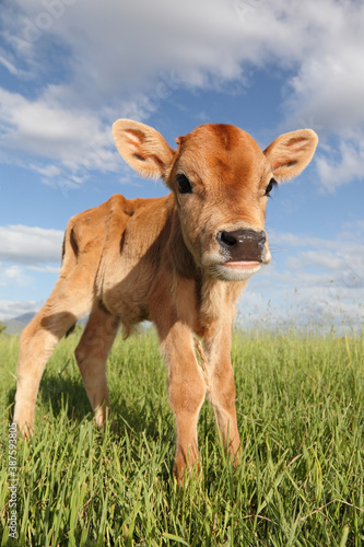 pretty little jersey calf standing in grassy field