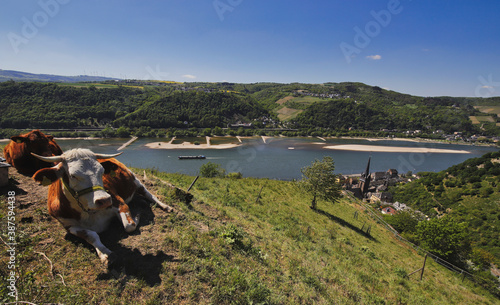 Two cows chilling at the hills over Lorchhausen having a view over the rhine valley at a sunny day