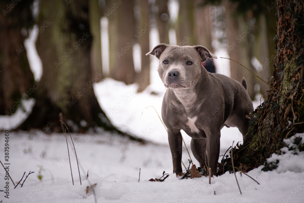 staffordshire bull terrier is standing under the pine in snow. he is so happy outside. Dogs in snow is nice view staffordshire bull terrier is standing under the pine in snow. he is so happy outside. Dogs in snow is nice view