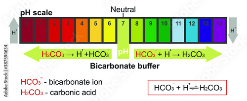 Bicarbonate buffer and the pH scale photo