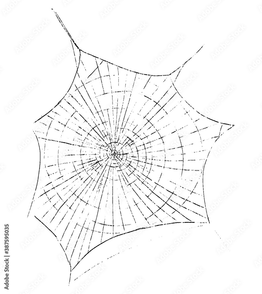 Obraz premium Realistic spider web sketch. Hand drawn vector contour illustration. Retro graphic drawing isolated on white. Single black doodle element for design prints, poster, decor, typography, card, sticker.