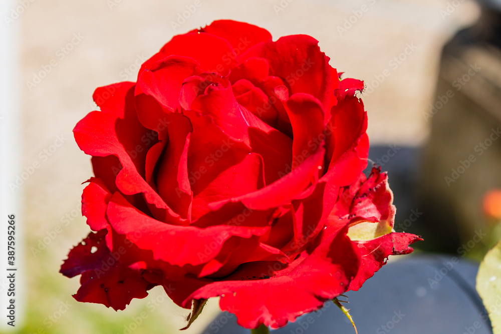 Naklejka premium Macro photograph of a one red rose.
