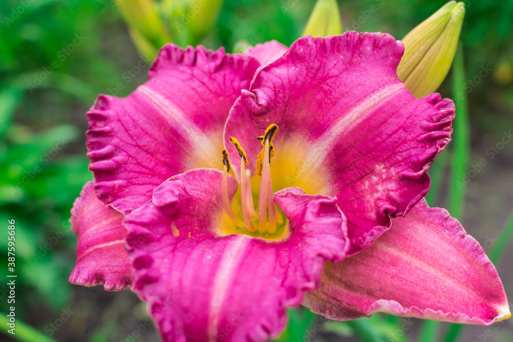 Pink daylily flower on a green background. Summer flower Pink daylily flower on a green background. Summer flower