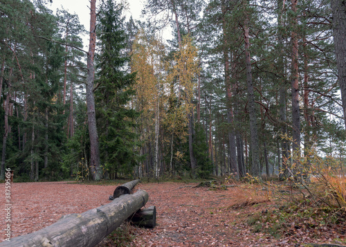 autumn landscape from the forest, simple picnic place in the forest, dry leaves on the forest trail, dry grass and moss, fallen tree branches