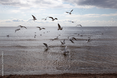 Seagulls fly over the Gulf of Finland.  Birds on the background of the sky and waves