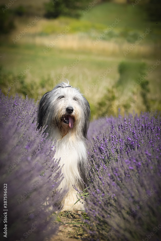 Bearded collie is sitting in levander. She is so cute dog Bearded collie is sitting in levander. She is so cute dog