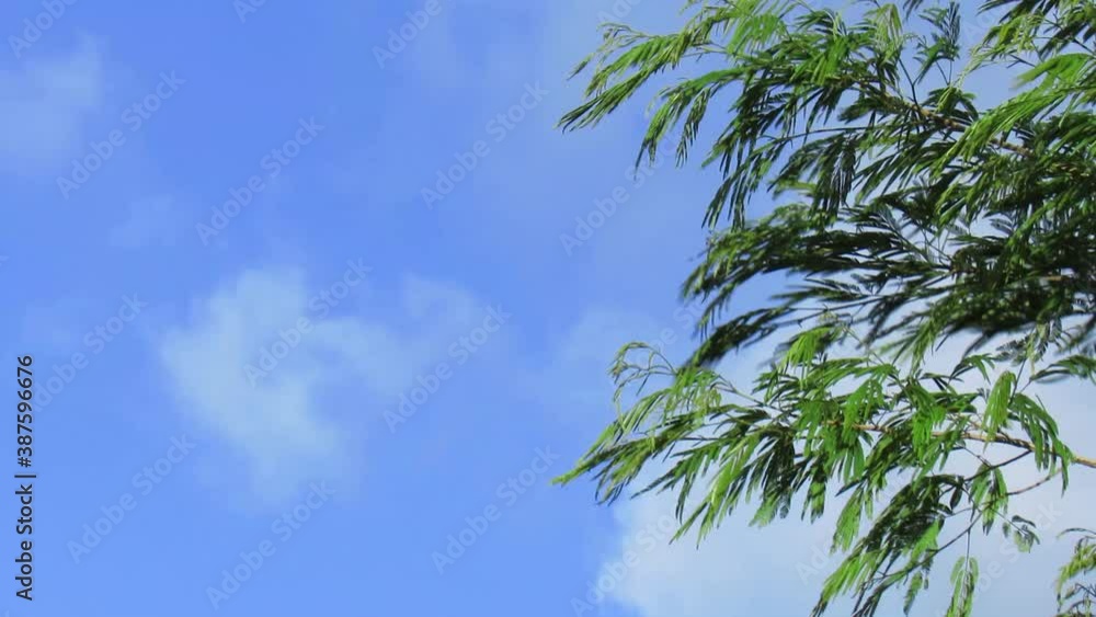 Folhas de uma árvores balançando ao vento Folhas de uma árvores balançando ao vento