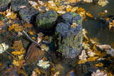Tree stumps and leaves in water