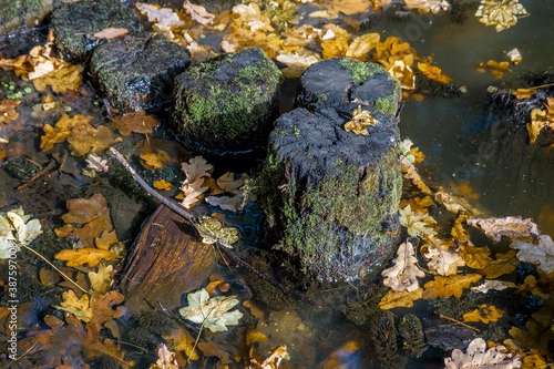 Tree stumps and leaves in water