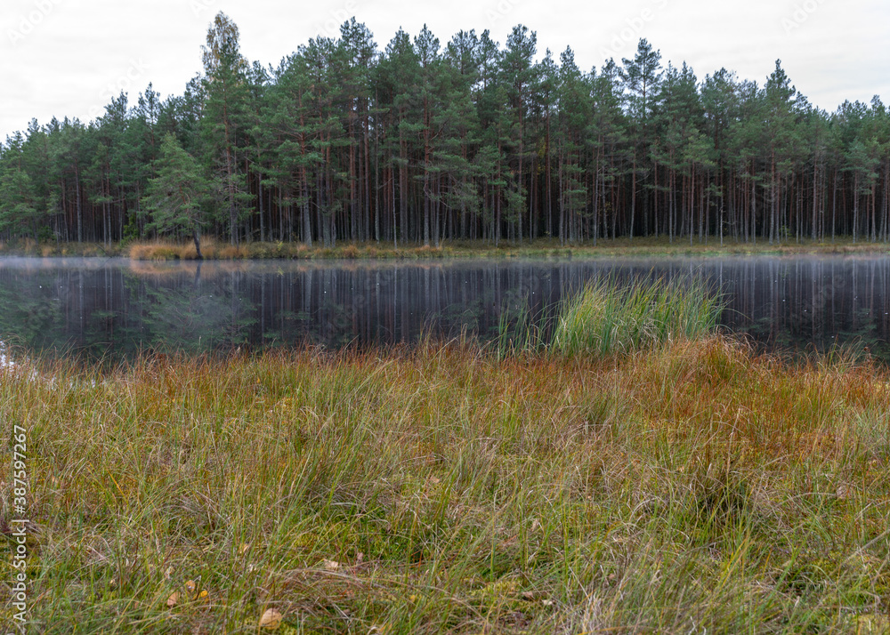 small bog lake in early autumn morning, fog on the lake surface, dry grass in the foreground, tree reflections in the water, cloudy sky small bog lake in early autumn morning, fog on the lake surface, dry grass in the foreground, tree reflections in the water, cloudy sky