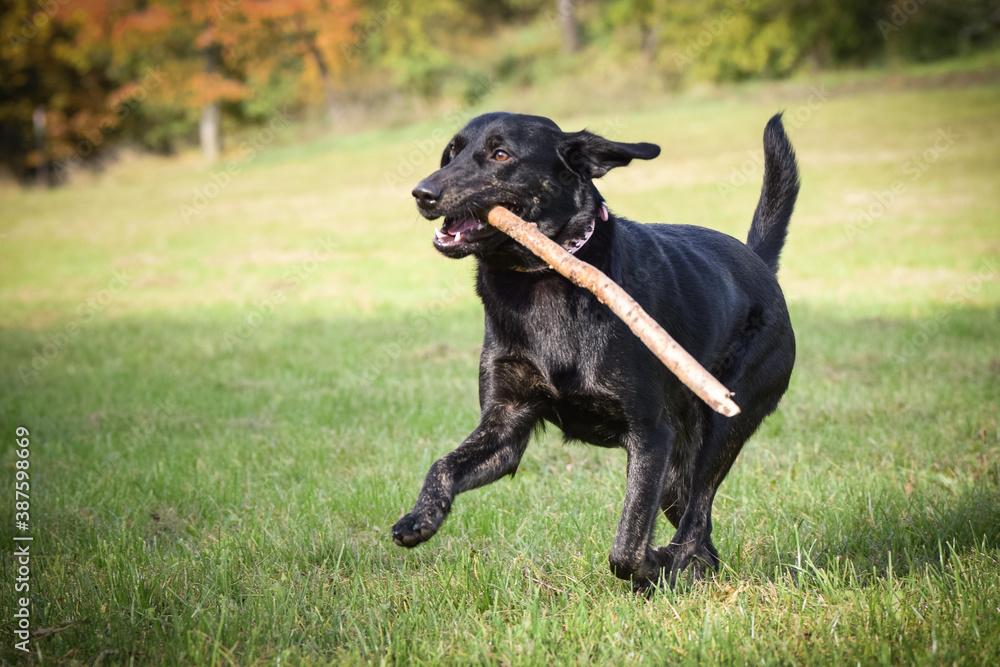 Black dog is running in nature with sticks. She is so cute dog. Black dog is running in nature with sticks. She is so cute dog.