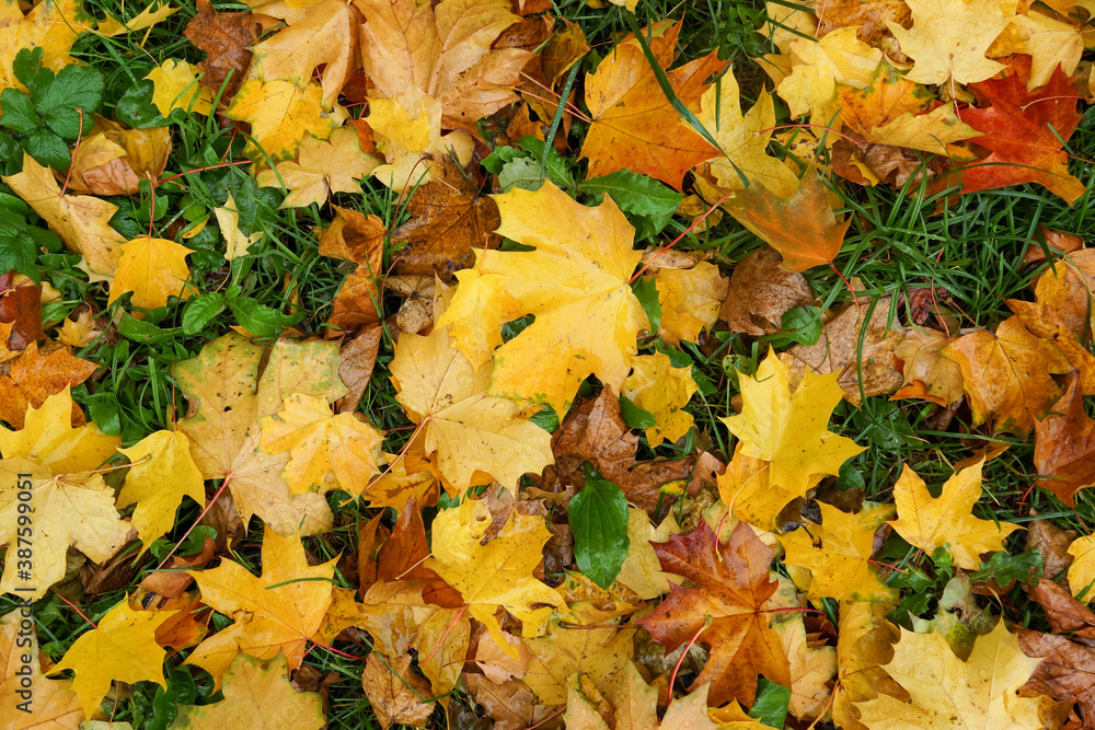 wet, yellow, autumn leaves on green grass