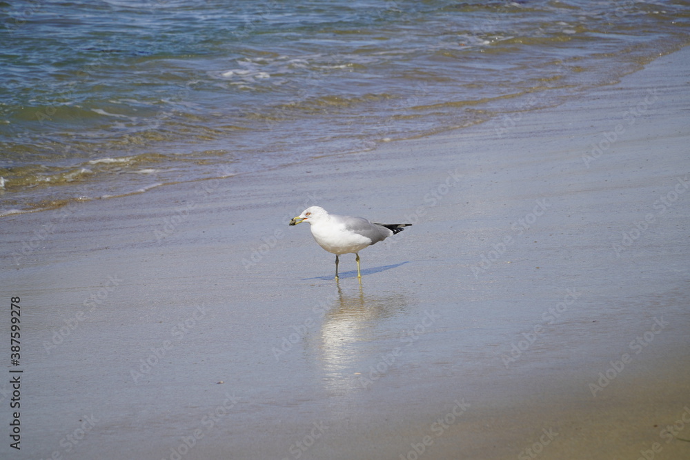 A seagull bird on the Pacific coast thinks about fish ...