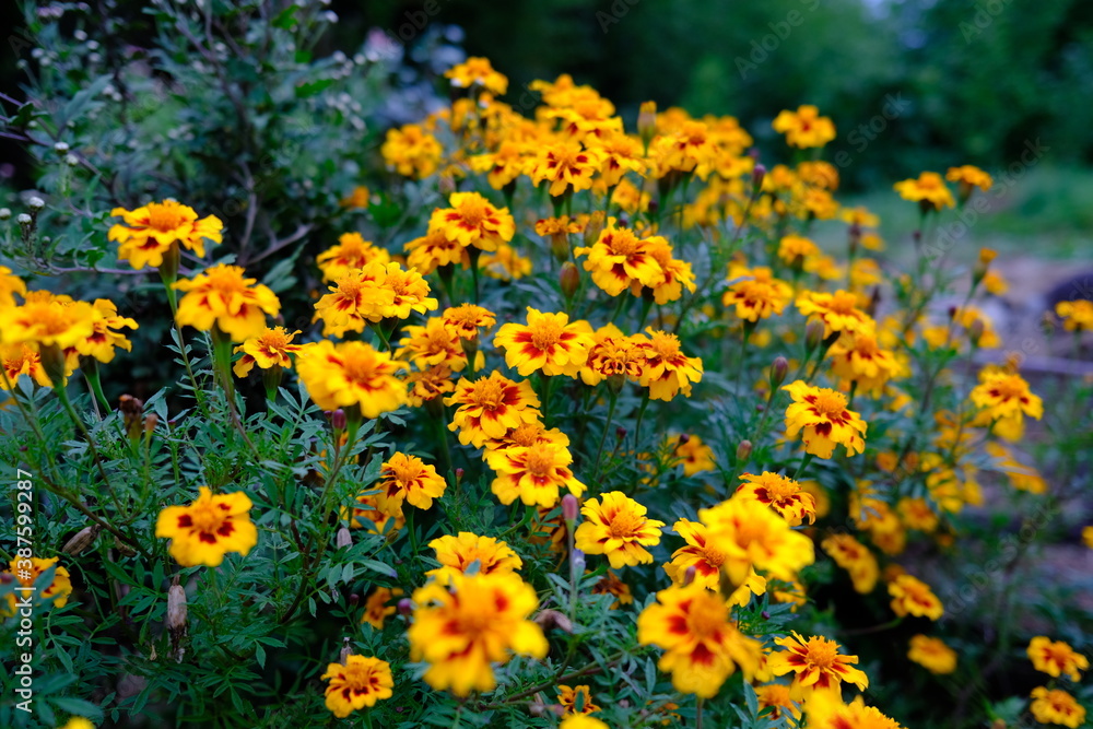 Obraz premium 秋の花