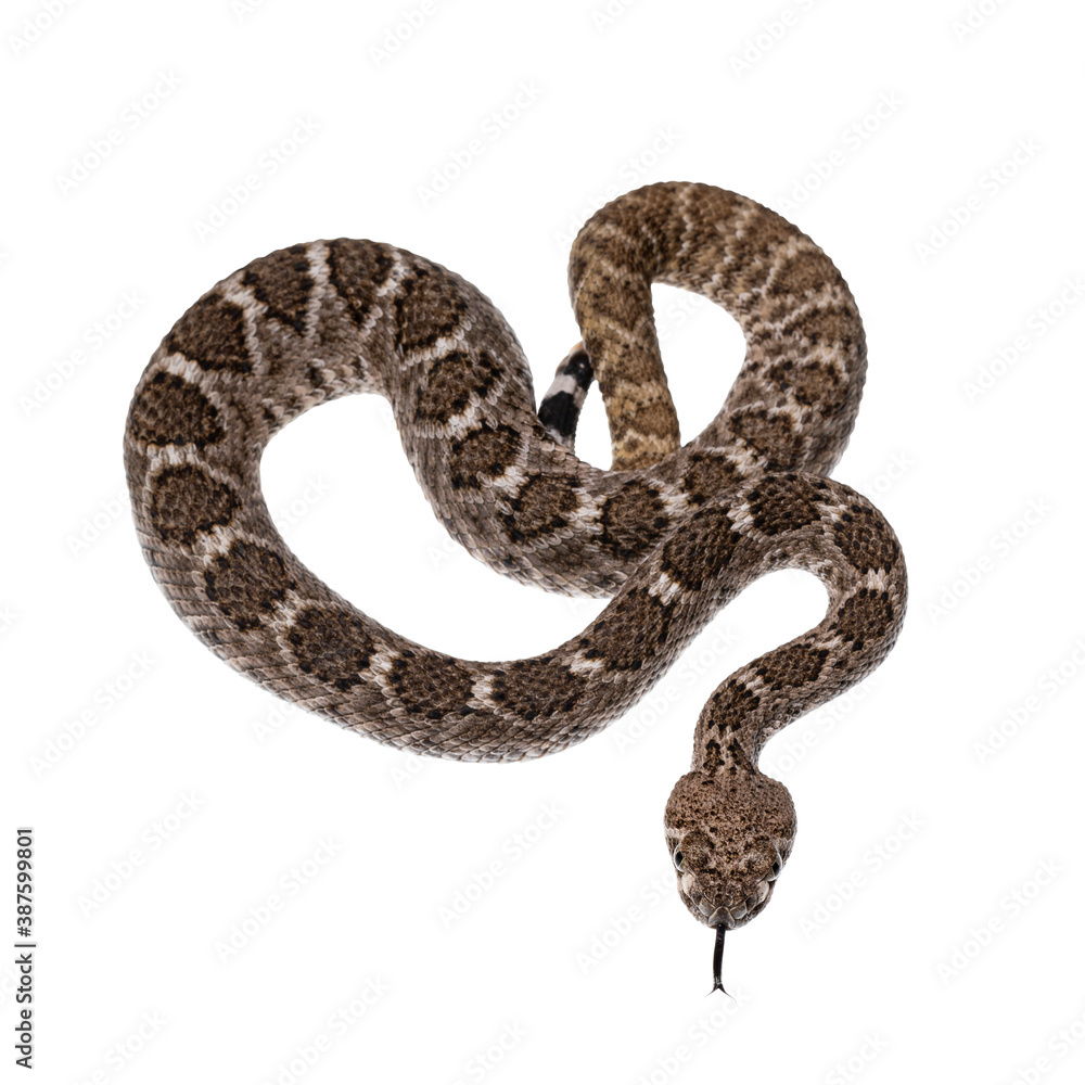 Top view of young Daimondback rattlesnake aka Crotalus atrox snake. Isolated on white background. Top view of young Daimondback rattlesnake aka Crotalus atrox snake. Isolated on white background.