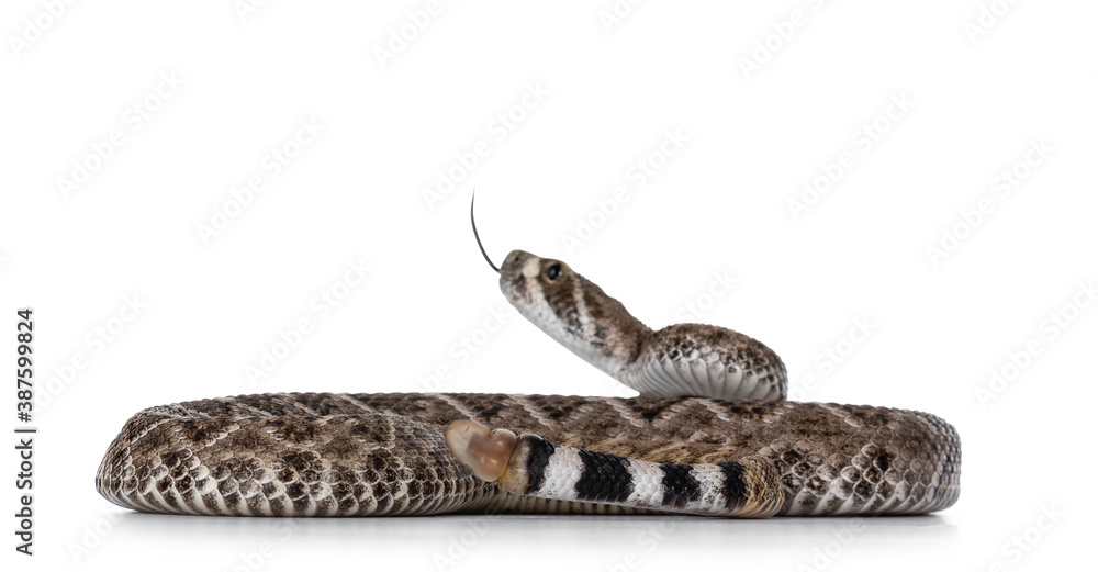 Side view of young Daimondback rattlesnake aka Crotalus atrox snake. Isolated on white background. Selective focus on tail end. Side view of young Daimondback rattlesnake aka Crotalus atrox snake. Isolated on white background. Selective focus on tail end.