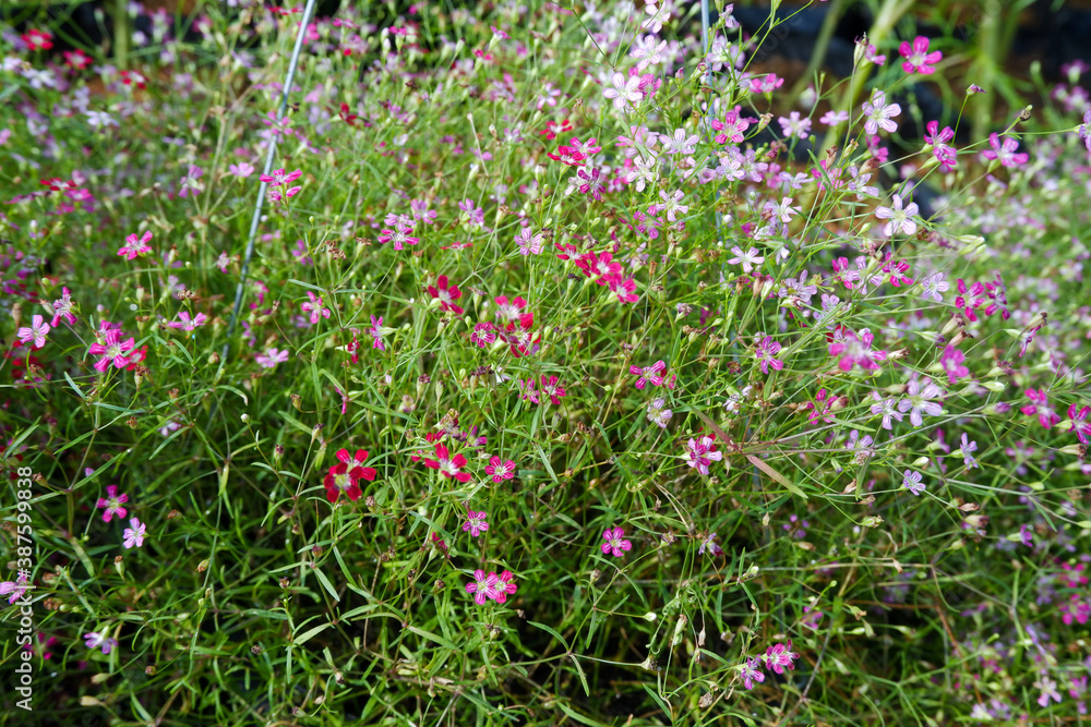 Agrostemma githago is commonly known as corncockle. Agrostemma githago is commonly known as corncockle.