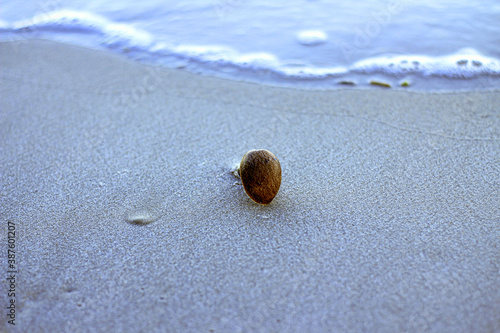 shell on the beach