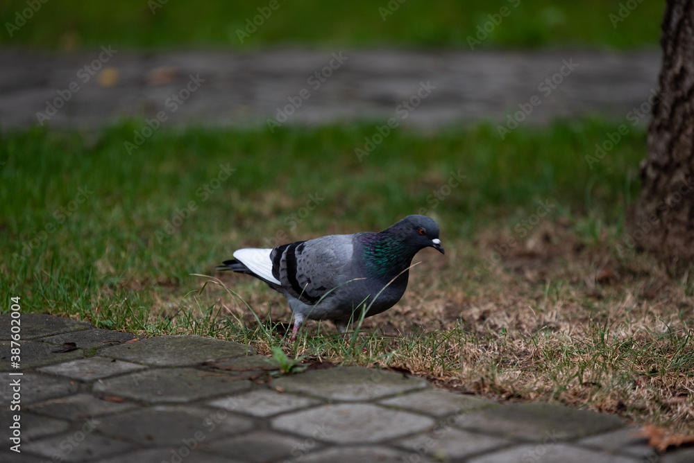 Obraz premium Pigeon walking on the ground