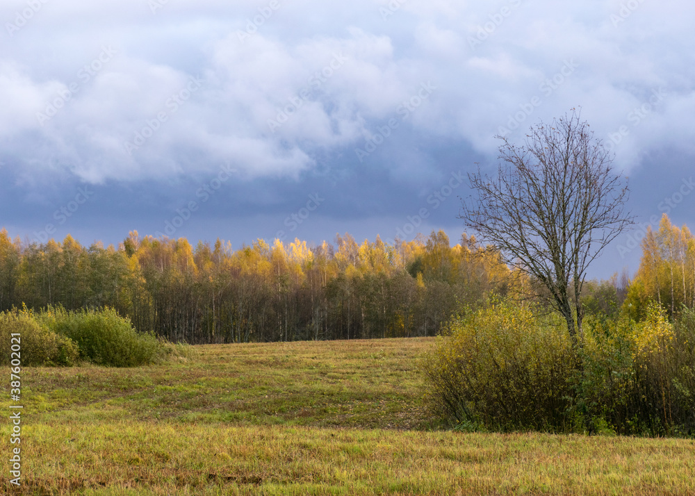 autumn landscape with colorful yellow trees in the background, foreground field, golden autumn, expressive sky, autumn time autumn landscape with colorful yellow trees in the background, foreground field, golden autumn, expressive sky, autumn time