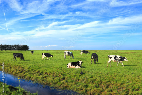 Dutch meadow beautiful country panoramic landscape with traditional water canals. Pastures of green juicy grass. Dutch breed cows grazing. Netherlands