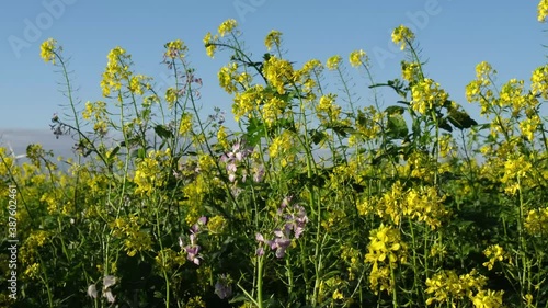 Zwischenfruchtanbau im Herbst - Senf Ölrettich photo