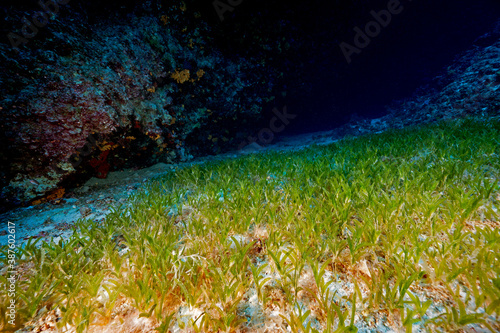 Invasive seagrass, Halophila stipulacea, Gokova Bay Turkey. photo