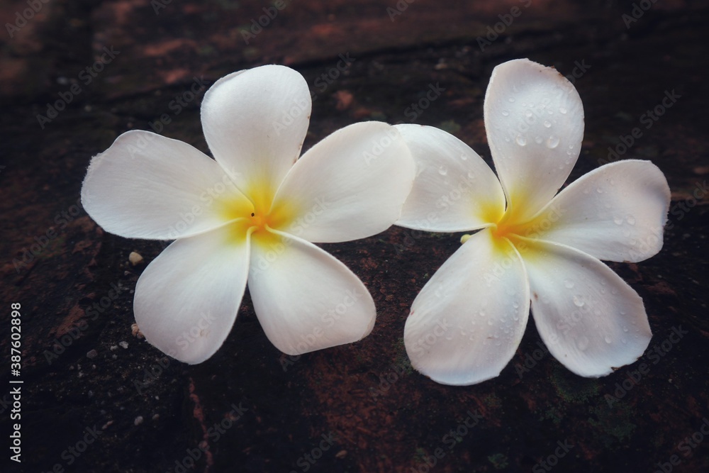 Fototapeta premium white frangipani flower