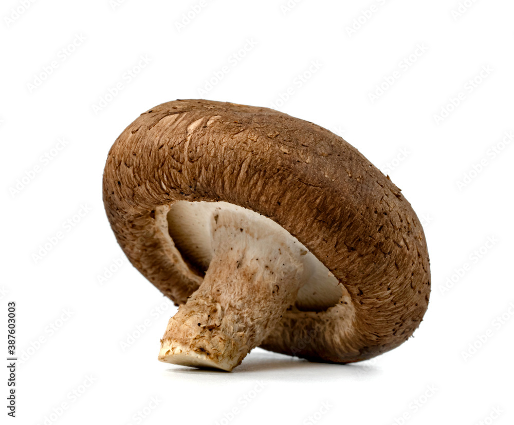 Shiitake Mushrooms isolated on white background Shiitake Mushrooms isolated on white background