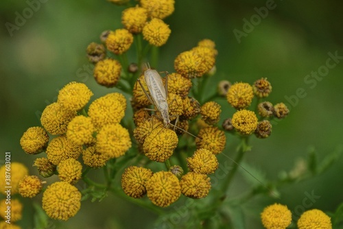 one large gray mosquito sits on small yellow flowers in nature on a green background © butus