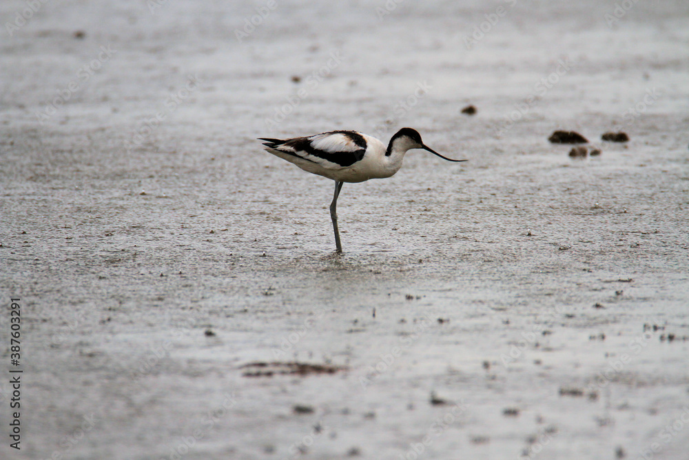 An Avocet in the water at Slimbridge Nature Reserve An Avocet in the water at Slimbridge Nature Reserve