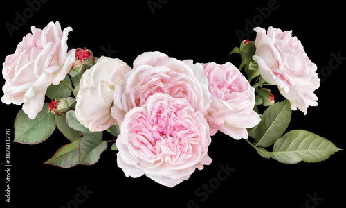 Blush pink roses isolated on black background. Floral arrangement  bouquet of garden flowers. Can be used for invitations  greeting  wedding card.