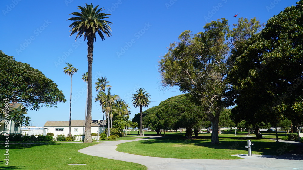 Fototapeta premium Palm trees on Los Angeles coastal area