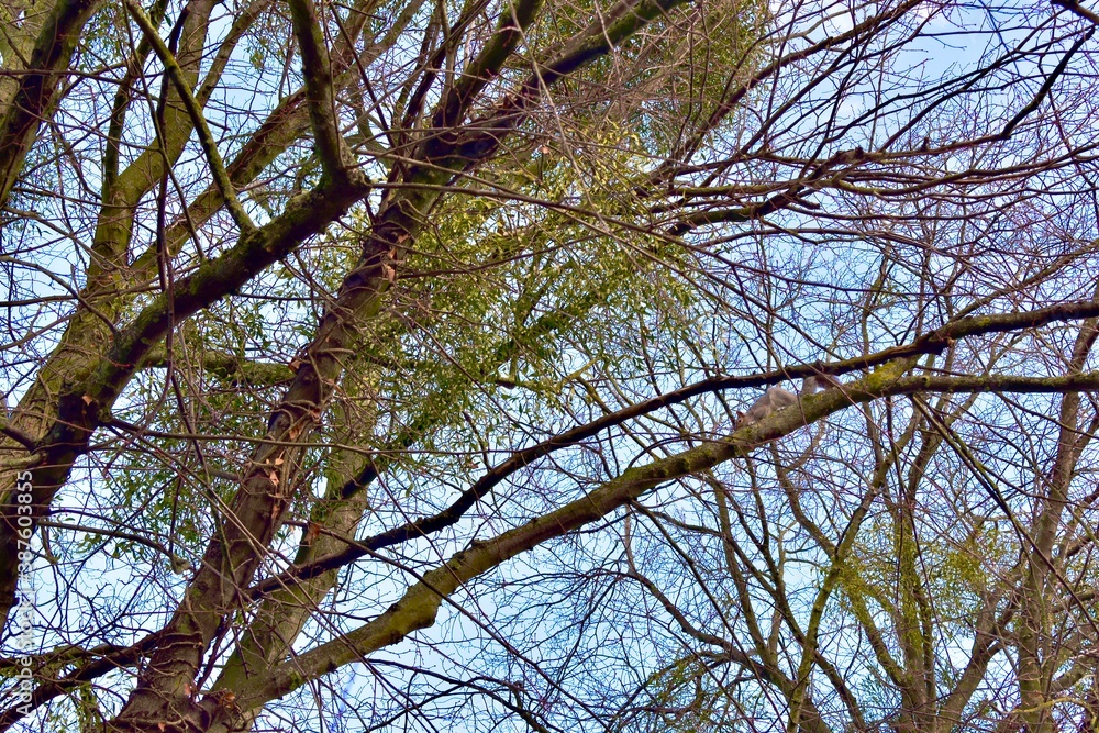 Branches against blue sky in winter, Coventry, England Branches against blue sky in winter, Coventry, England